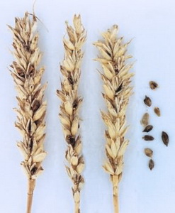 Жизненный цикл твердой головни пшеницы
